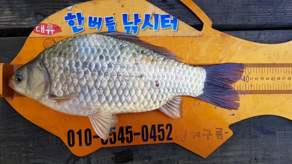 한버들 4짜 조황입니다 (조황조행기 - 충주호조황속보)