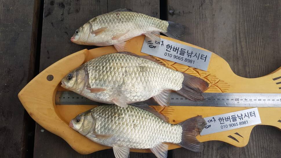 한버들 조황입니다 (조황조행기 - 충주호조황속보)