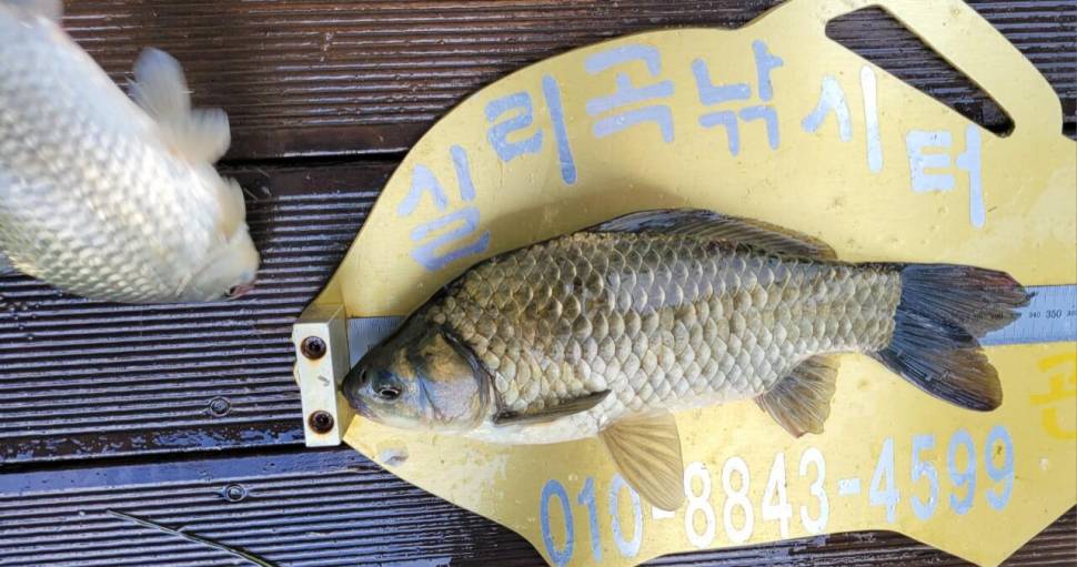 청풍 실리곡낚시터 41cm외 허리급 조황입니다 (조황조행기 - 충주호조황속보)