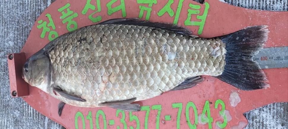 청풍신리낚시터 41cm외 허리급입니다 (조황조행기 - 충주호조황속보)