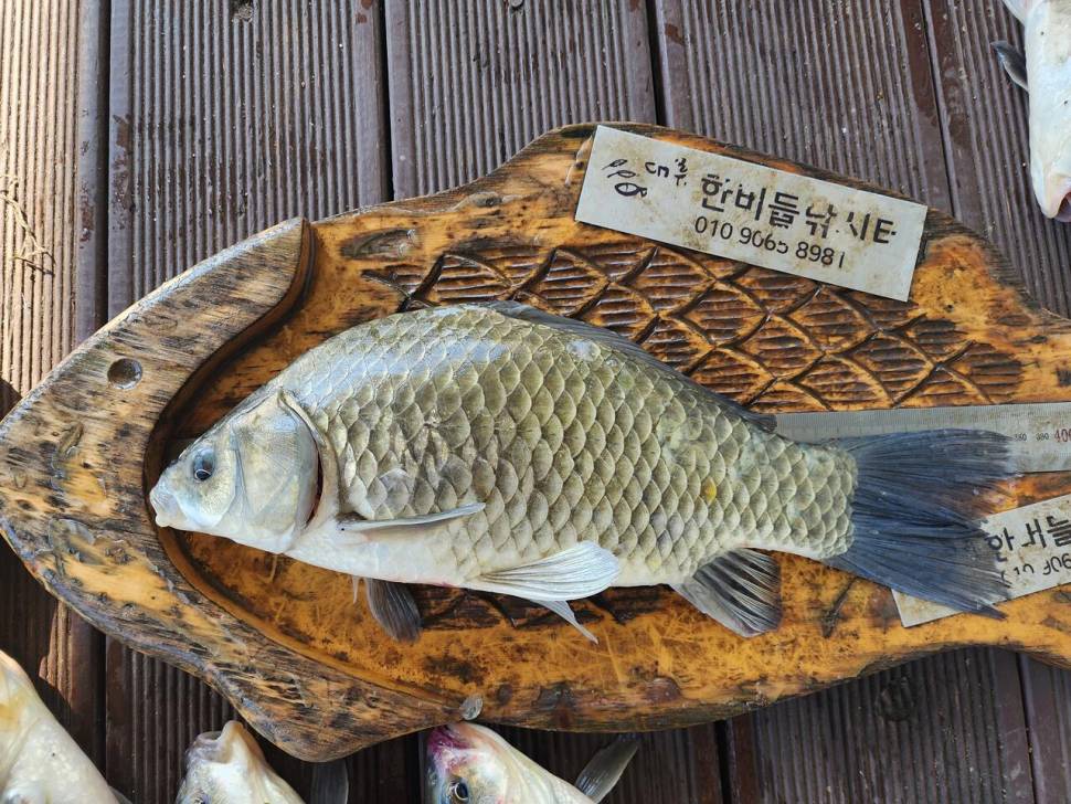 청풍 한버들 허릿급 조황입니다 (조황조행기 - 충주호조황속보)