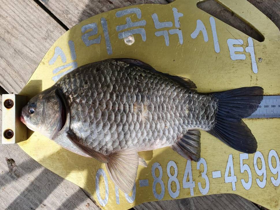 실리곡낚시터 허리급 4수 조황입니다 (조황조행기 - 충주호조황속보)