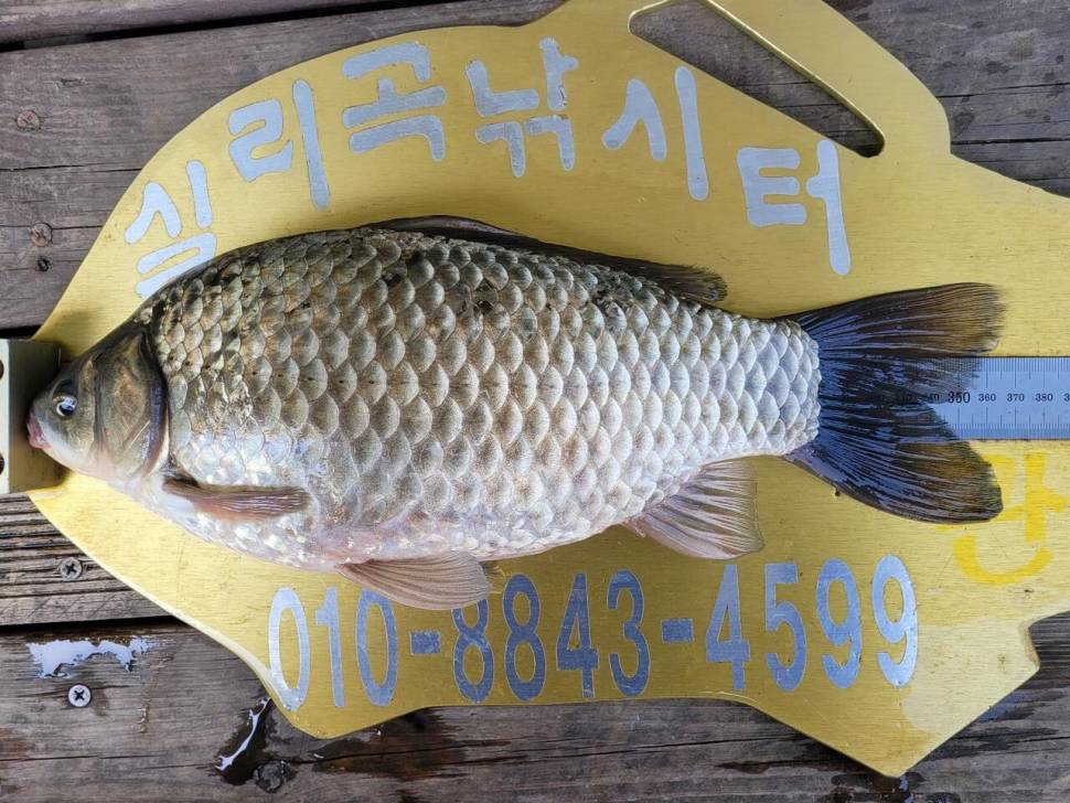 실리곡낚시터 허리급 조황입니다 (조황조행기 - 충주호조황속보)