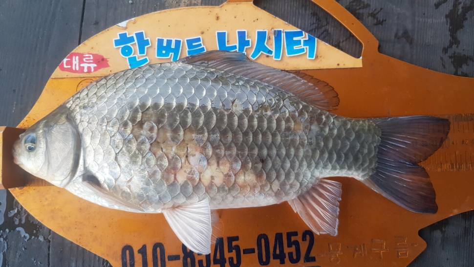 청풍 한버들 낚시터 4짜포함 허릿급 조황입니다 (조황조행기 - 충주호조황속보)