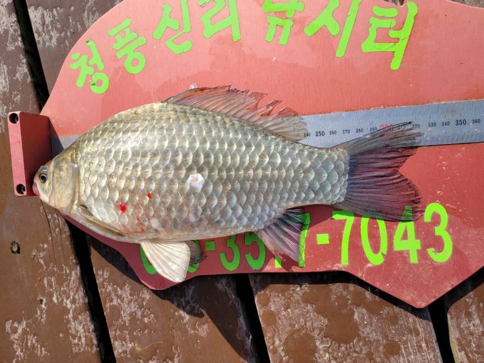 청풍신리낚시터 조황정보입니다 (조황조행기 - 충주호조황속보)