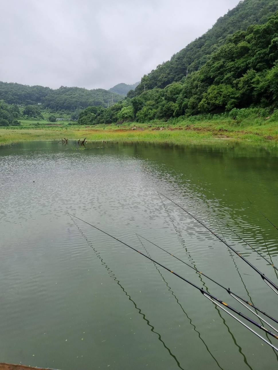 사오리 낚시터 조황정보 (조황조행기 - 충주호조황속보)