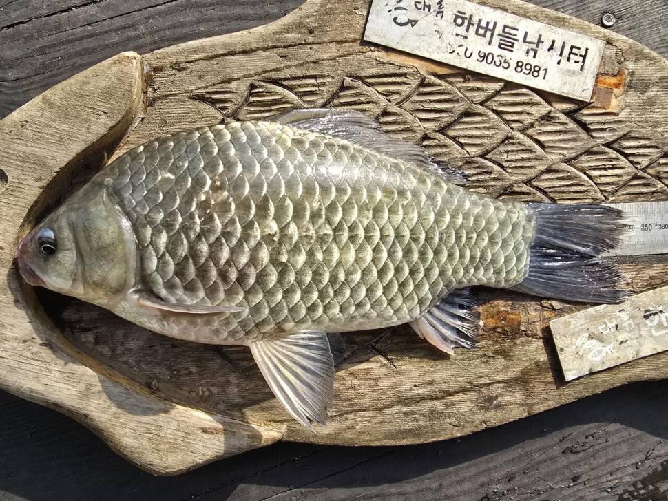 청풍 한버들 조황입니다 (조황조행기 - 충주호조황속보)