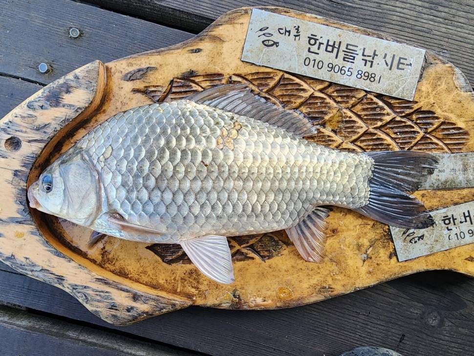 청풍 한버들 허릿급 조황입니다 (조황조행기 - 충주호조황속보)