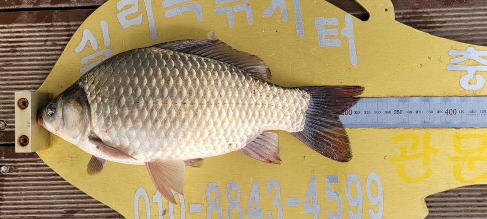 실리곡낚시터 조황입니다 (조황조행기 - 충주호조황속보)