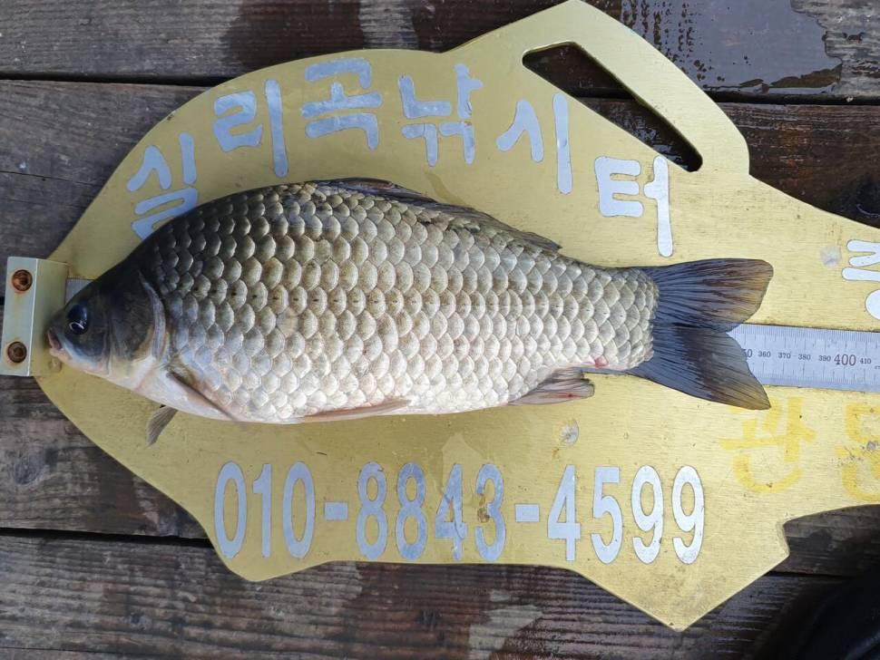 실리곡낚시터 허리급 조황입니다 (조황조행기 - 충주호조황속보)