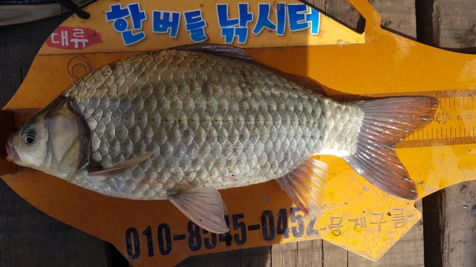 청풍 한버들 낚시터 4짜포함 허릿급 조황입니다 (조황조행기 - 충주호조황속보)