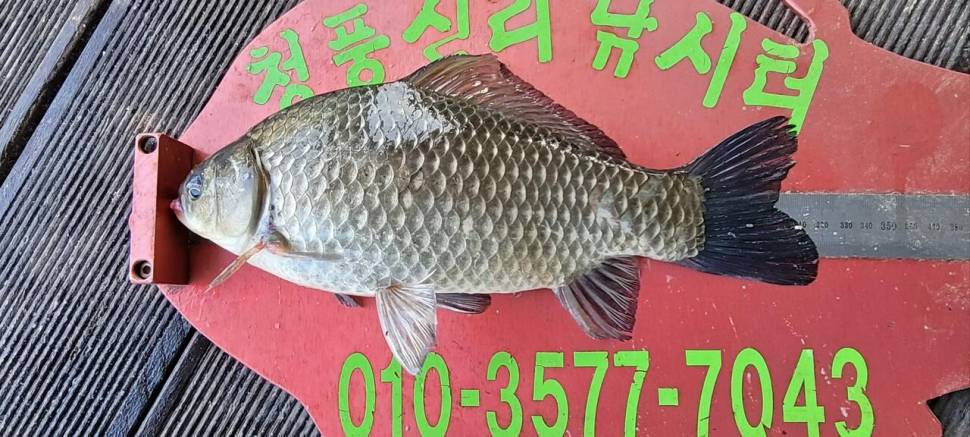 청풍신리낚시터 조황정보입니다 (조황조행기 - 충주호조황속보)