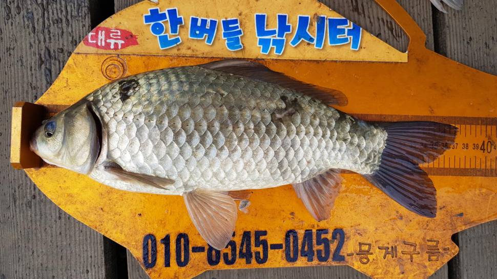 청풍 한버들 낚시터 4짜포함 허릿급 조황입니다 (조황조행기 - 충주호조황속보)