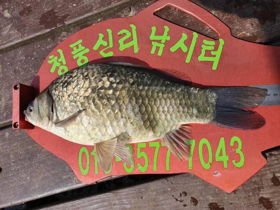 청풍신리낚시터 4짜외 허리급 4수 조황입니다 (조황조행기 - 충주호조황속보)