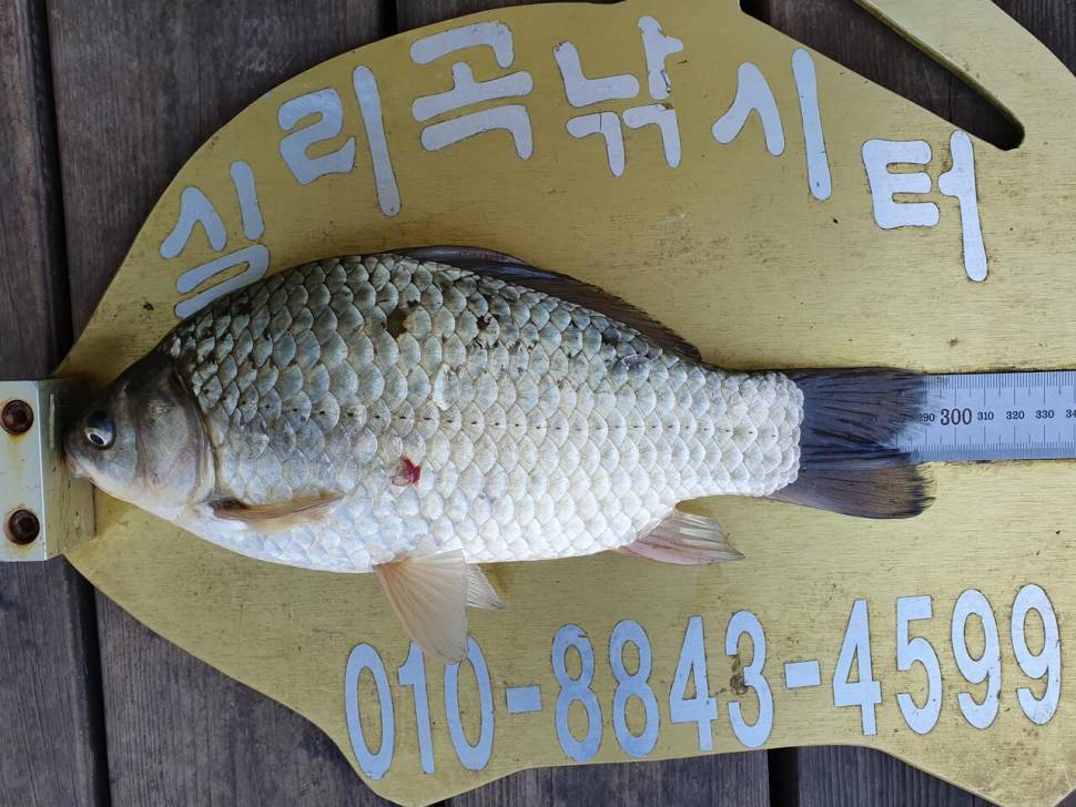 실리곡낚시터 41cm 조황입니다 (조황조행기 - 충주호조황속보)