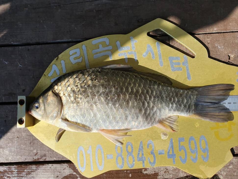 실리곡낚시터 425cm 4짜4짜 허리급 조황입니다 (조황조행기 - 충주호조황속보)