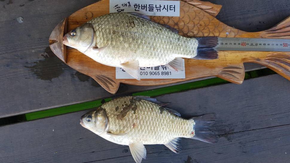 한버들 4짜 포함 허릿급 조황입니다 (조황조행기 - 충주호조황속보)