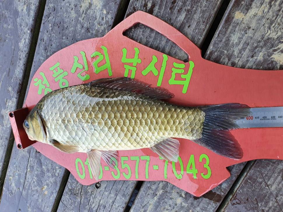 청풍신리낚시터 43cm415cm 4짜4짜 허리급 5수 조황입니다 (조황조행기 - 충주호조황속보)
