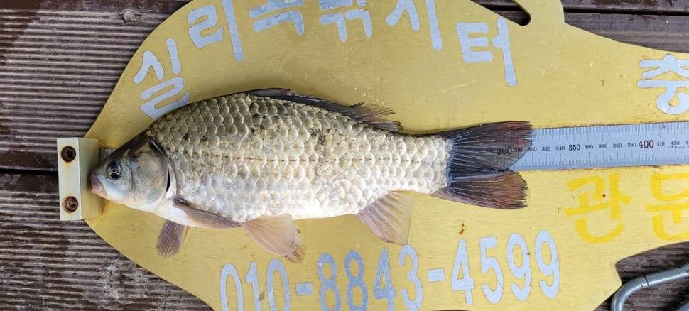 실리곡낚시터 허리급 조황입니다 (조황조행기 - 충주호조황속보)