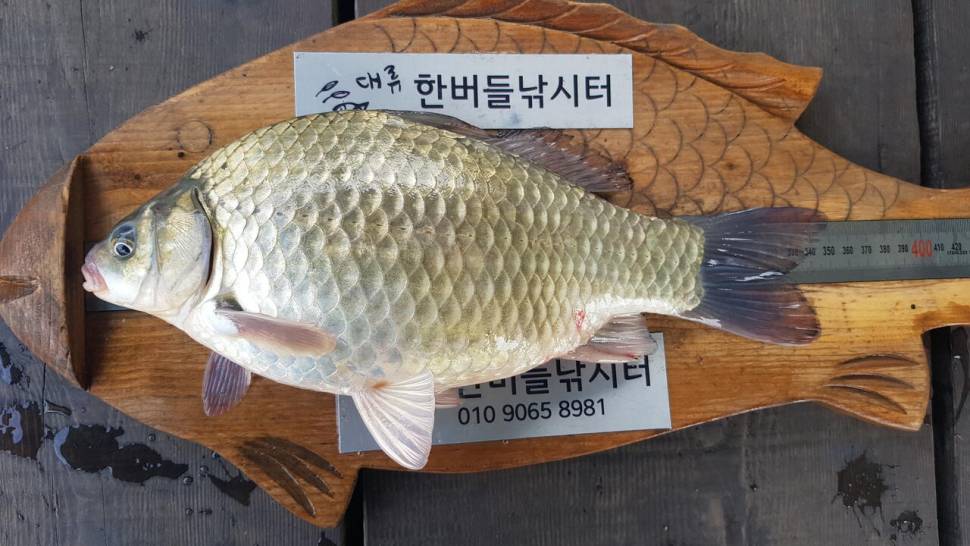 한버들 허릿급 조황입니다 (조황조행기 - 충주호조황속보)