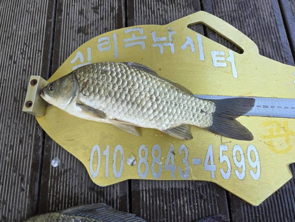 청풍 실리곡낚시터 4짜4짜 조황입니다 (조황조행기 - 충주호조황속보)