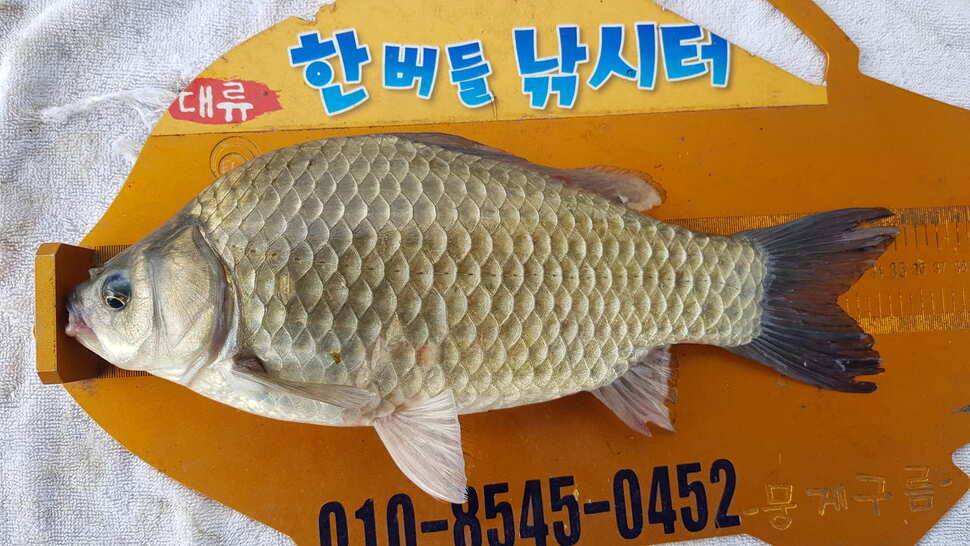 한버들 조황입니다 (조황조행기 - 충주호조황속보)