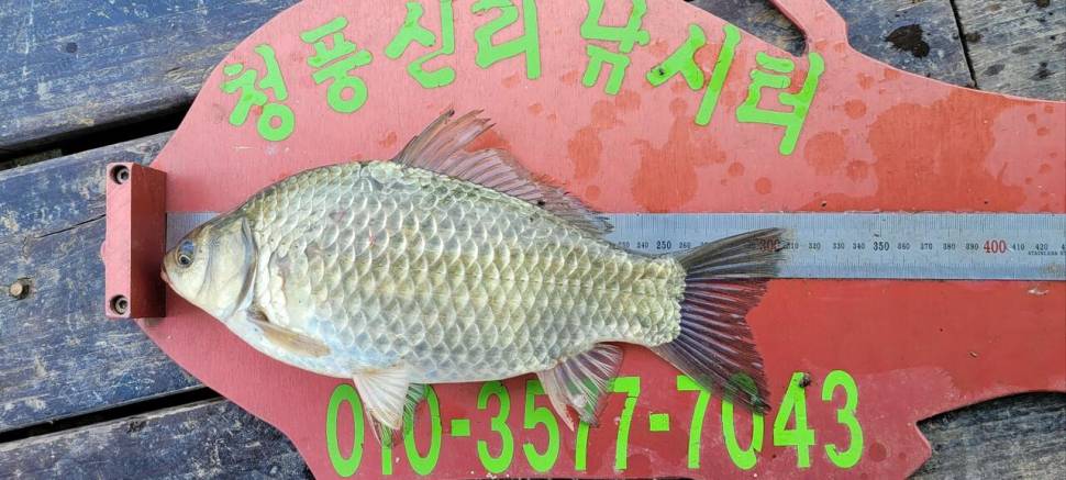 청풍신리낚시터 조황정보입니다 (조황조행기 - 충주호조황속보)