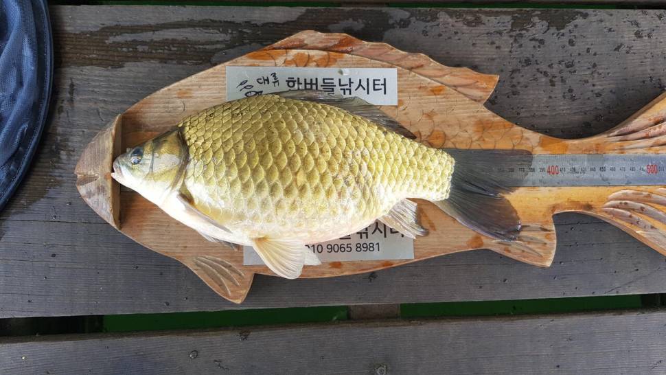 한버들 허릿급 조황입니다 (조황조행기 - 충주호조황속보)