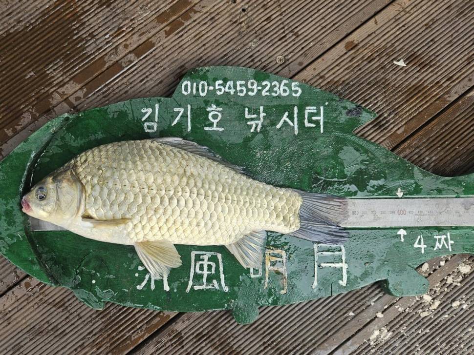 용곡 김기호 낚시터 조황정보 입니다 (조황조행기 - 충주호조황속보)