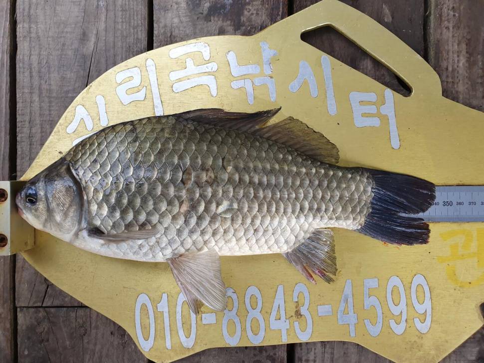 실리곡낚시터 허리급 조황입니다 (조황조행기 - 충주호조황속보)
