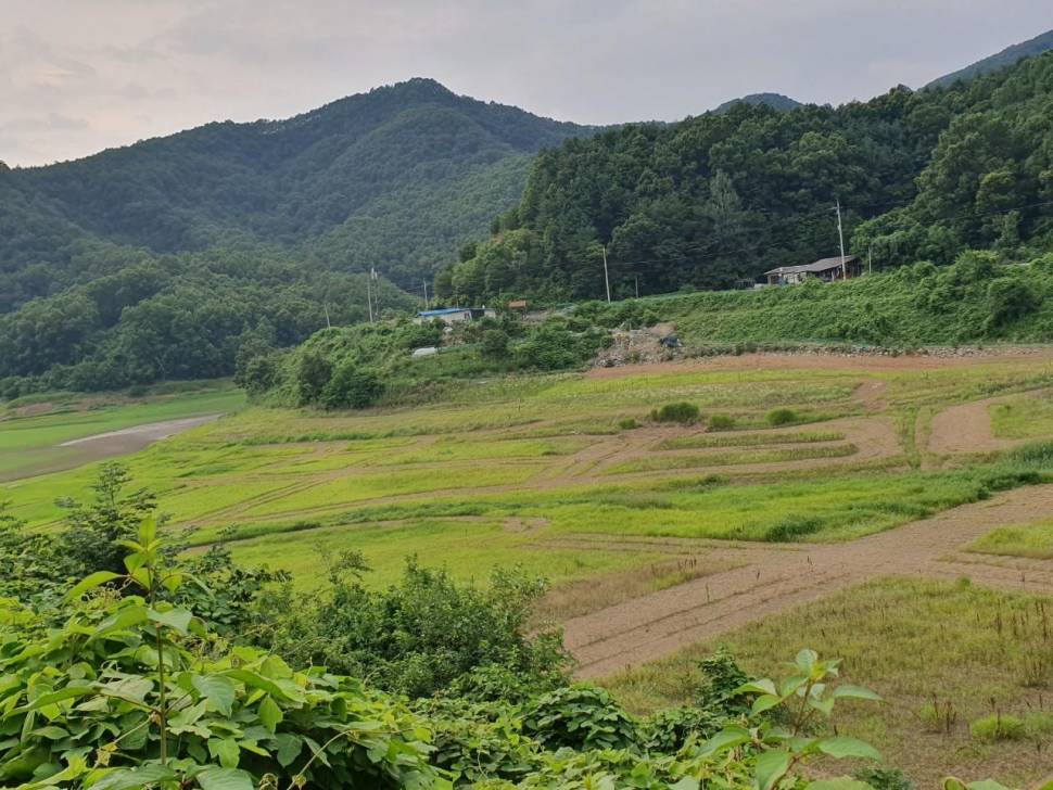 청풍신리낚시터 조황입니다 (조황조행기 - 충주호조황속보)