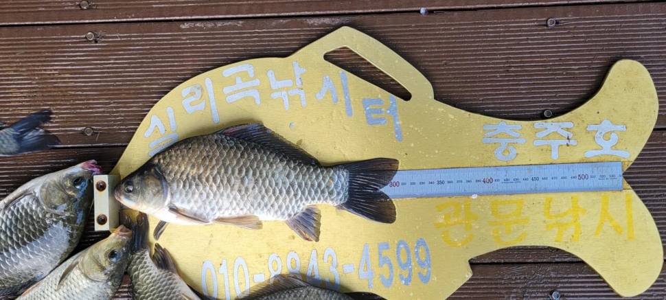 실리곡낚시터 허리급외 마릿수 조황입니다 (조황조행기 - 충주호조황속보)