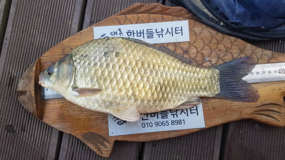 한버들 허릿급 조황입니다 (조황조행기 - 충주호조황속보)