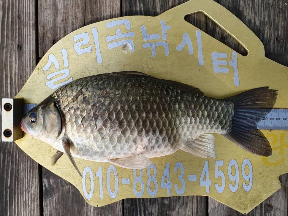 실리곡낚시터 4짜 3수허리급 2수 조황입니다 (조황조행기 - 충주호조황속보)
