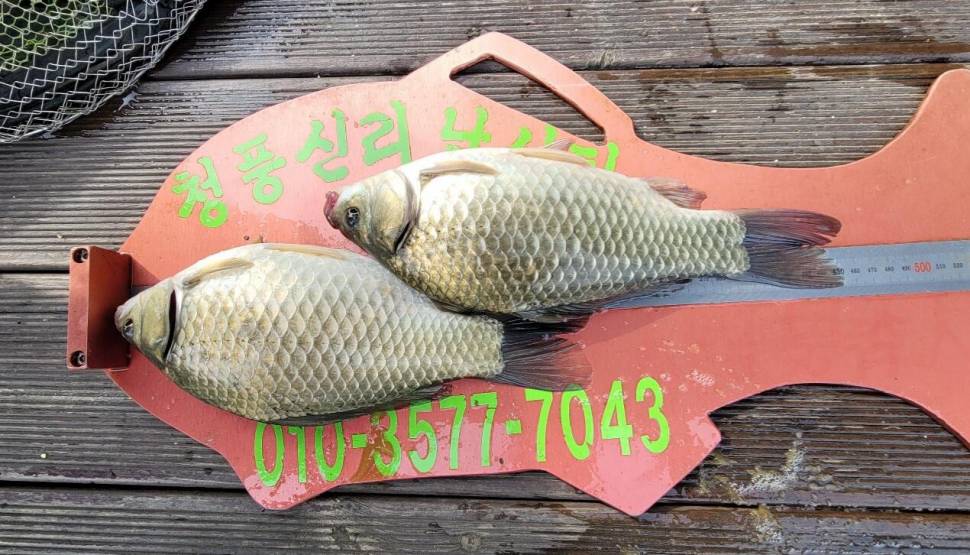 청풍신리낚시터 허리급조황입니다 (조황조행기 - 충주호조황속보)