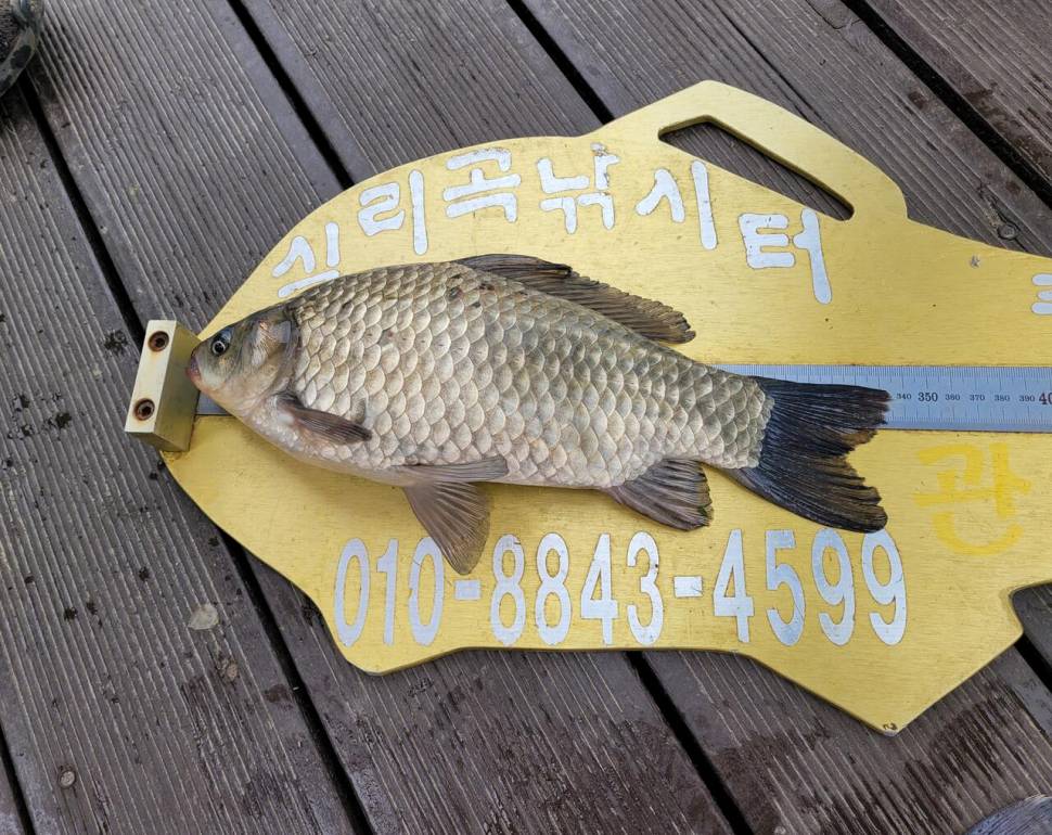 청풍 실리곡낚시터 조황입니다 (조황조행기 - 충주호조황속보)