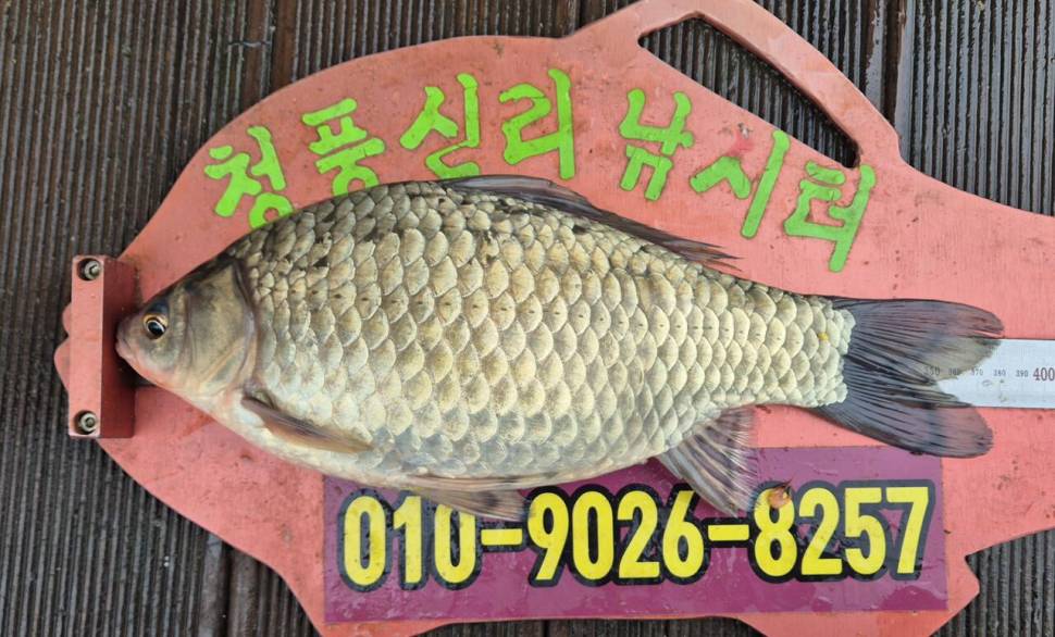 청풍신리낚시터 주말조황입니다 (조황조행기 - 충주호조황속보)