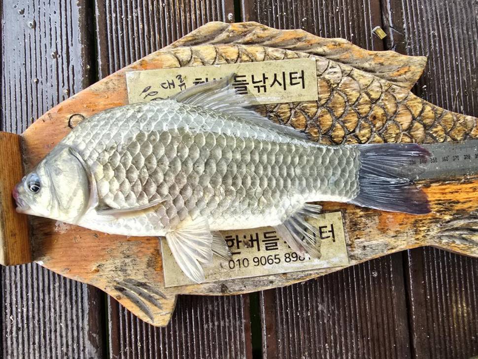 청풍 한버들 조황입니다 (조황조행기 - 충주호조황속보)