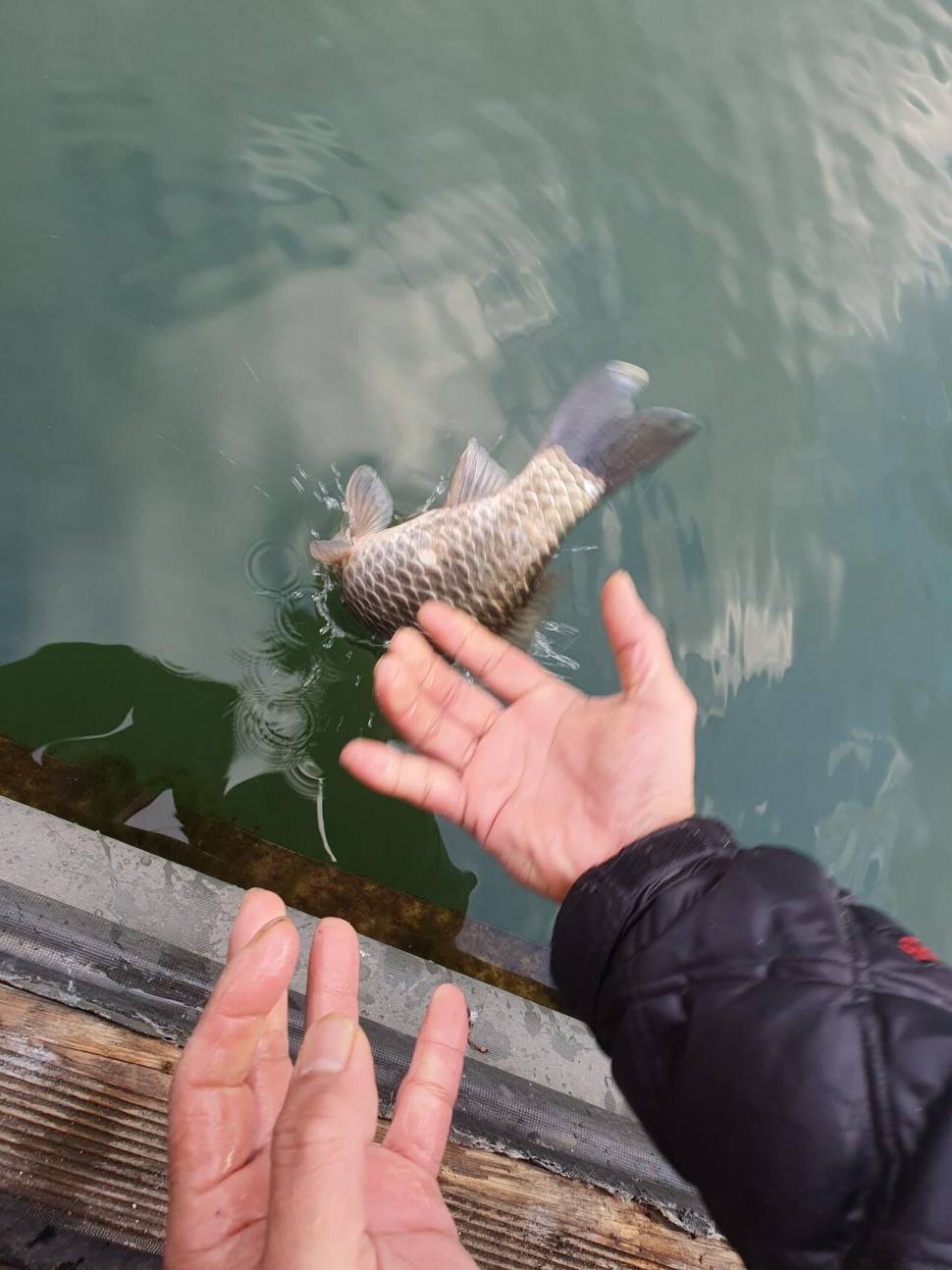 실리곡낚시터 44cm 대물 조황입니다 (조황조행기 - 충주호조황속보)
