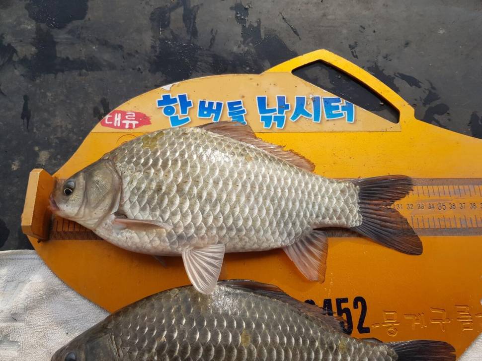 청풍 한버들 4짜및 월척 조황입니다 (조황조행기 - 충주호조황속보)