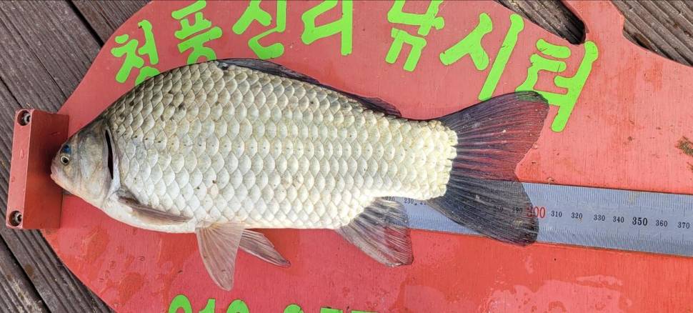 청풍신리낚시터 조황정보입니다 (조황조행기 - 충주호조황속보)