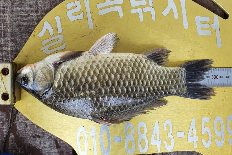 실리곡낚시터 허리급 조황입니다 (조황조행기 - 충주호조황속보)