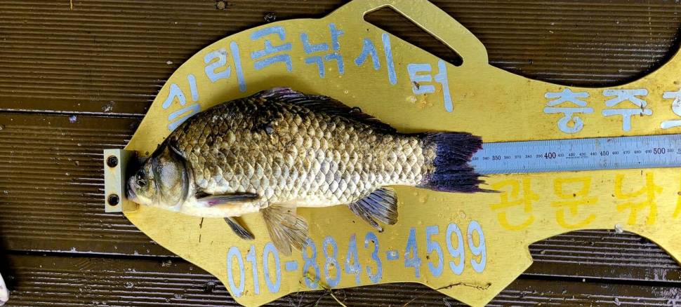 실리곡낚시터 허리급 조황입니다 (조황조행기 - 충주호조황속보)