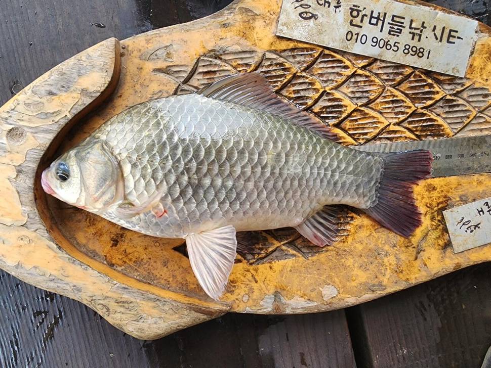 청풍 한버들 조황입니다 (조황조행기 - 충주호조황속보)
