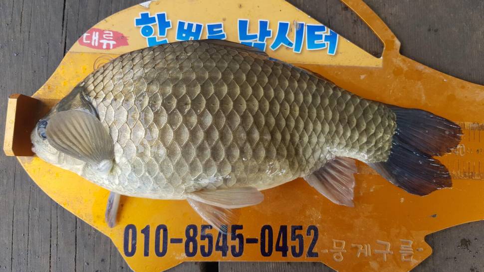 한버들 4짜 조황입니다 (조황조행기 - 충주호조황속보)