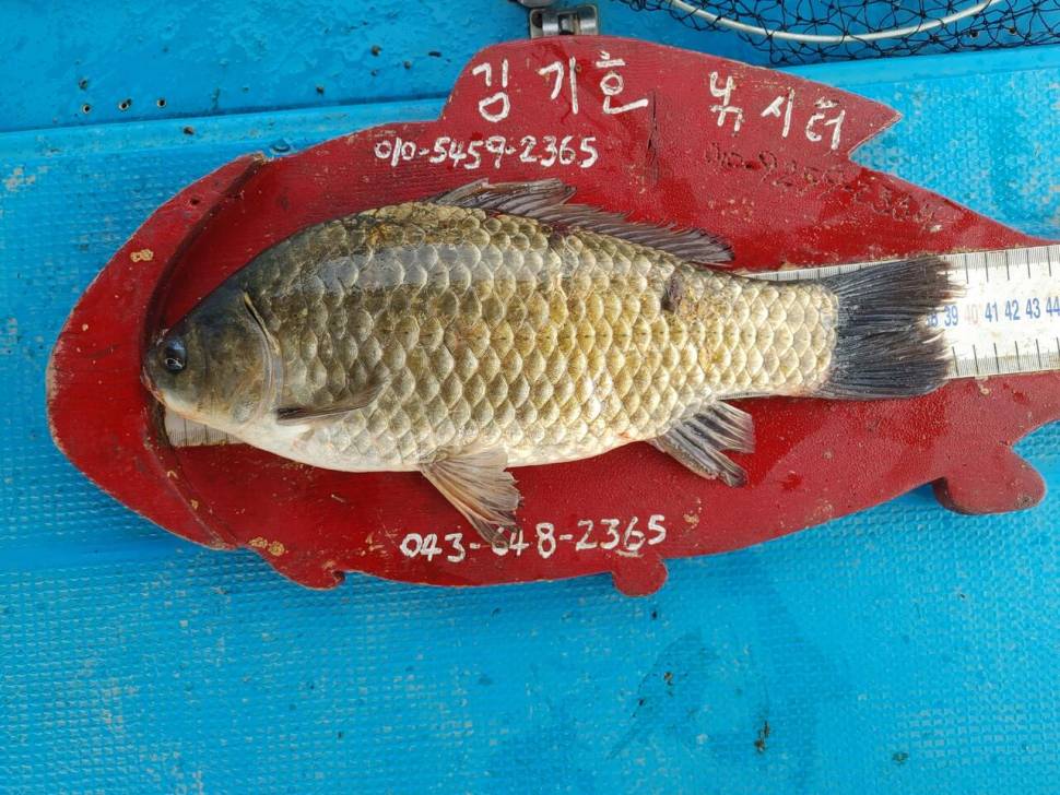 용곡 김기호 낚시터 사짜와 허리급 조황입니다 (조황조행기 - 충주호조황속보)