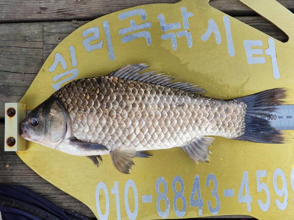실리곡낚시터 41cm외 허리급 조황입니다 (조황조행기 - 충주호조황속보)