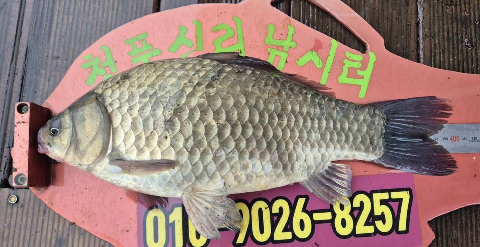 청풍신리낚시터 조황입니다 (조황조행기 - 충주호조황속보)