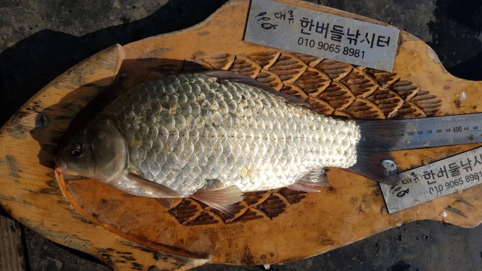 한버들 허릿급 조황입니다 (조황조행기 - 충주호조황속보)