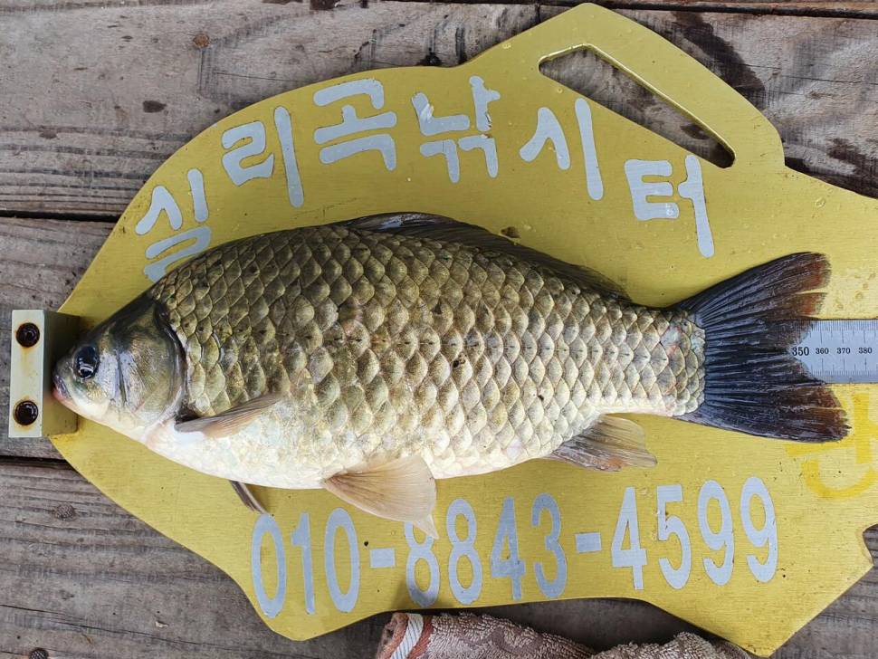 실리곡낚시터 4짜 3수 조황입니다 (조황조행기 - 충주호조황속보)